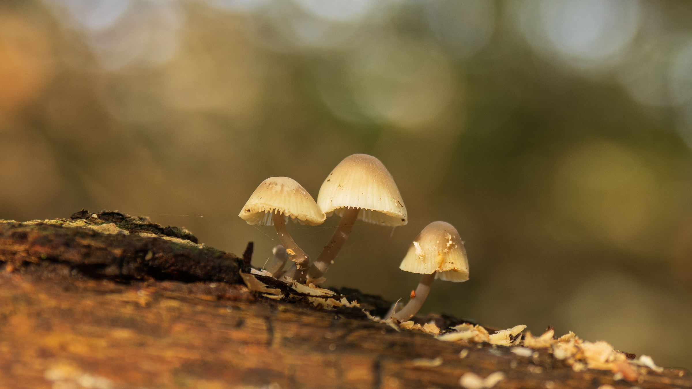 IVN De Bilt: Paddenstoelenwandeling Eyckensteinse bos