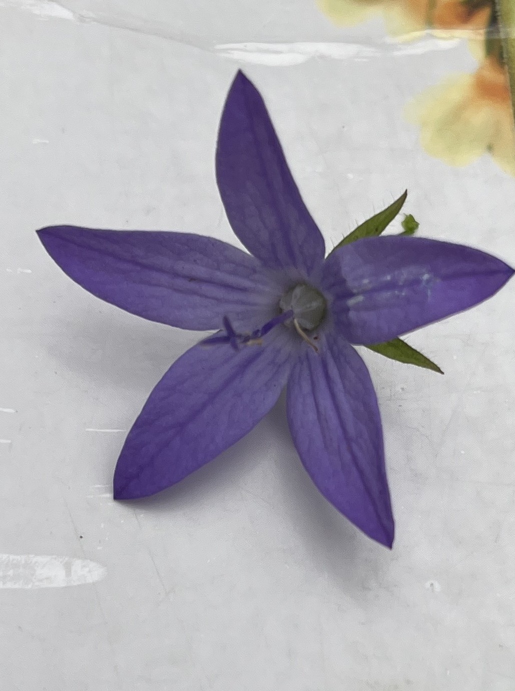 PWG: FLORON Eindejaars Plantenjacht
