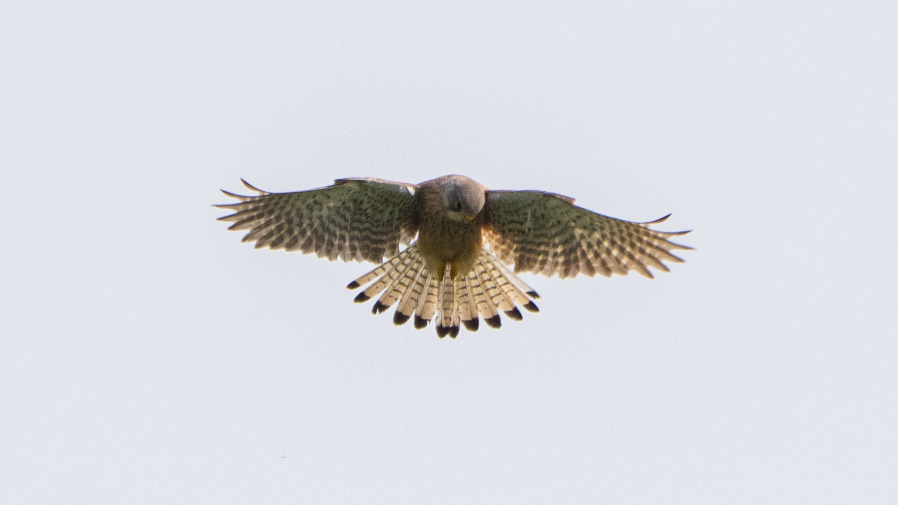 IVN De Bilt: Vogels kijken Hooge Kampse Plas (HKP)