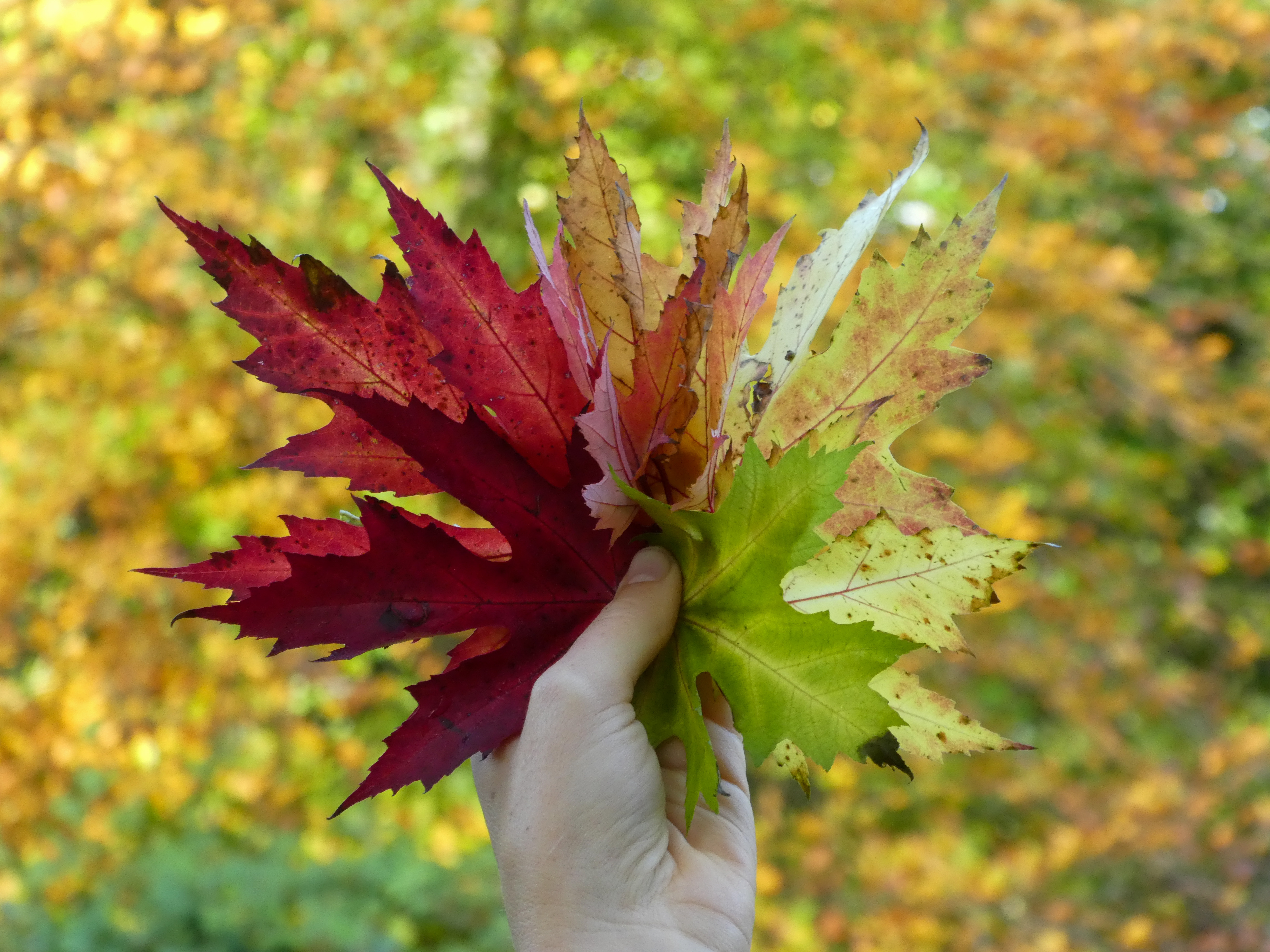 IVN De Bilt: Herfstmagie Ridderoordse Bos